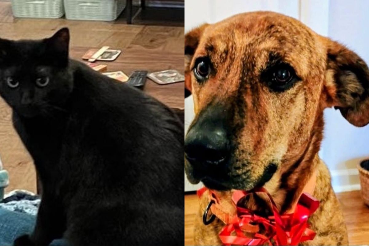Longest Residents, Sherlock & Payne