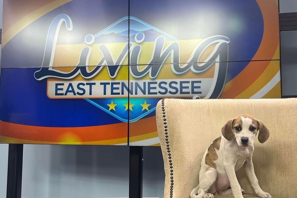Living East TN