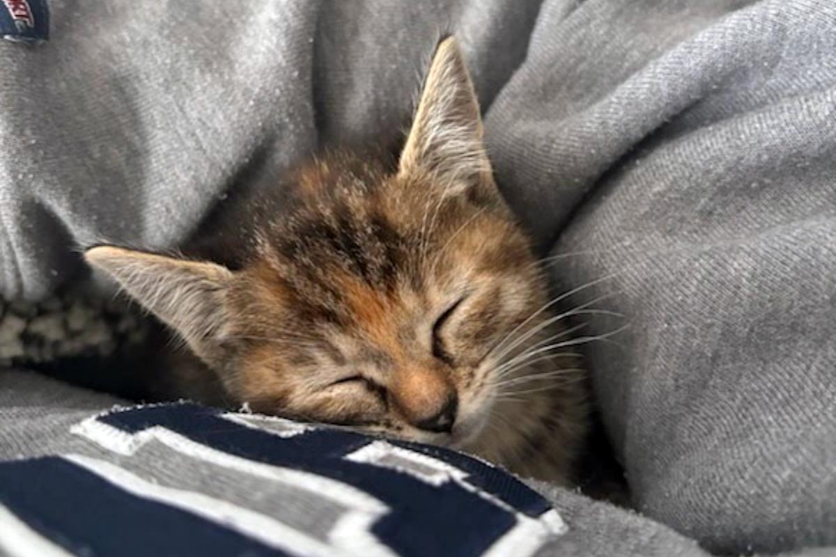 close up of a kitten sleeping tucked in a blanket