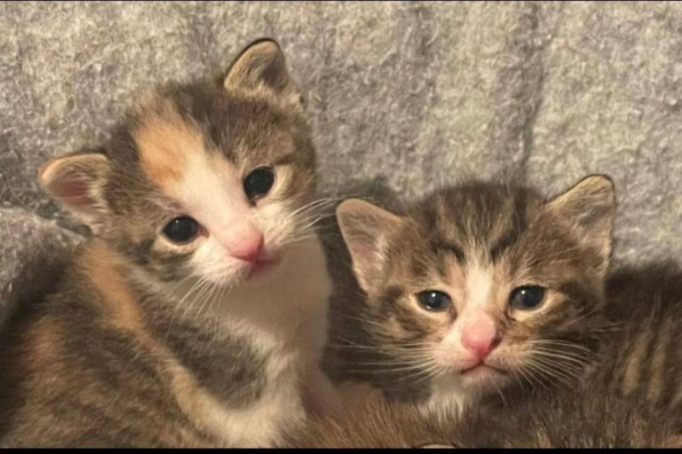 HSTV Kitten Shower