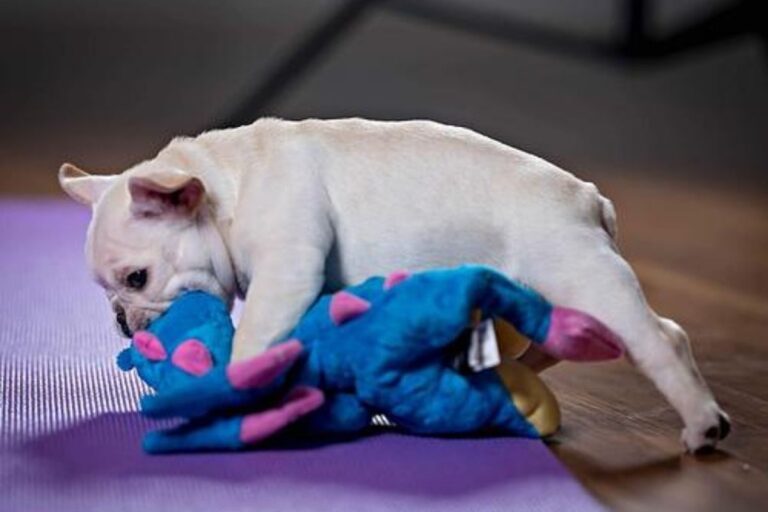 Puppy Yoga w/Blue Ridge Yoga