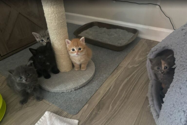 Kitten Shower