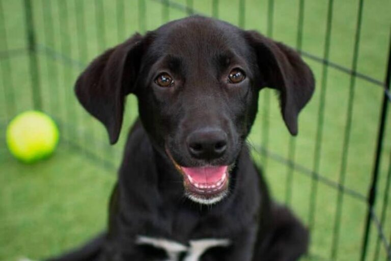 Puppies on the Ped