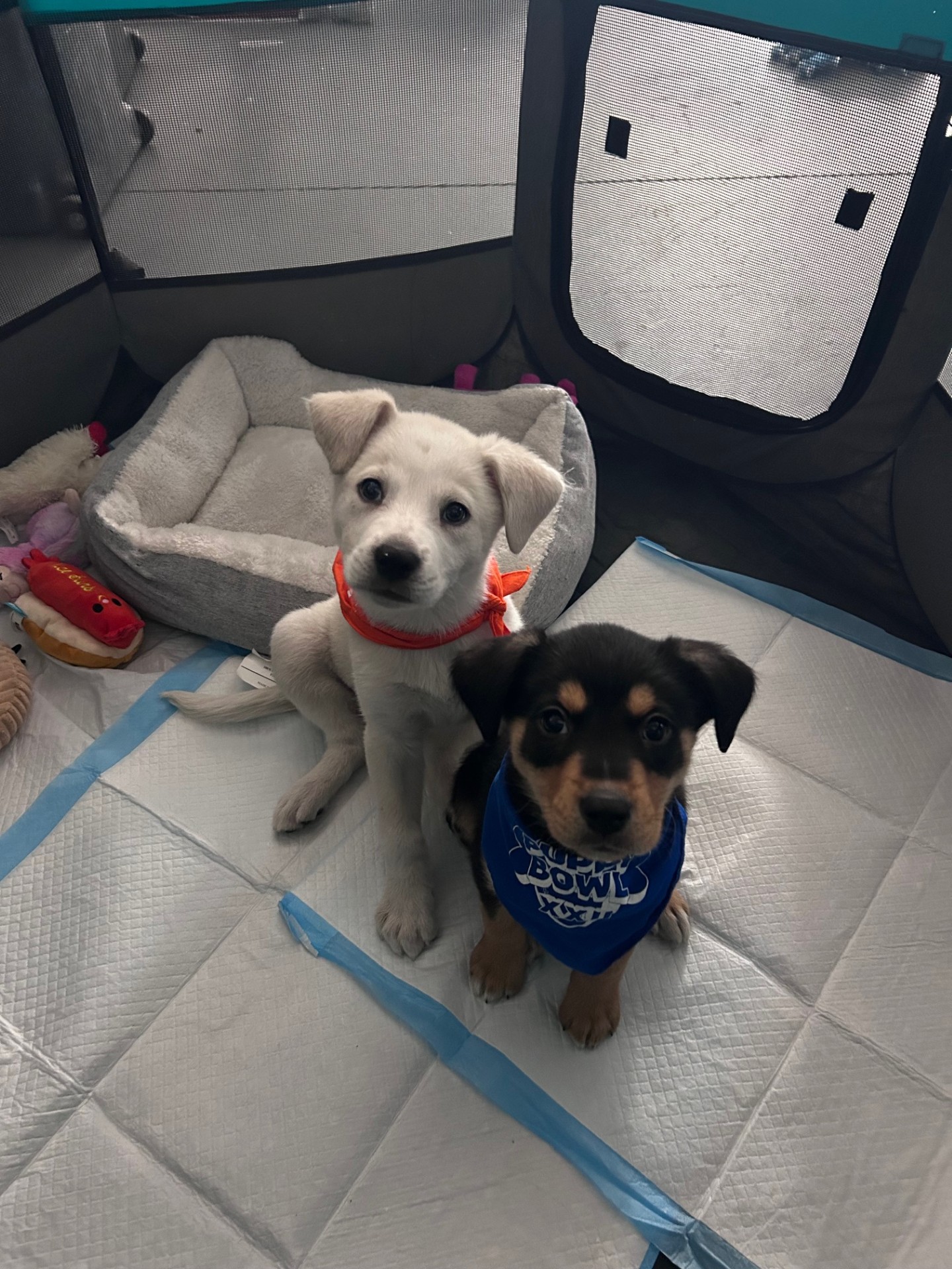 Three Adopted HSTV Pups to Shine During the Puppy Bowl